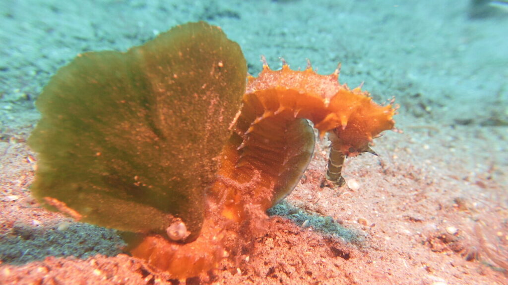 Beautiful seahorse photographed at Dumaguete diving site.