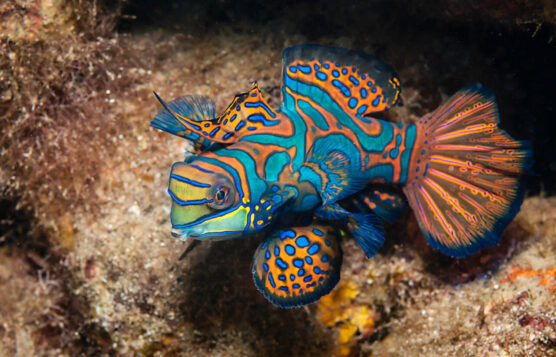 Male Mandarin Fish mating display at lighthouse dive site