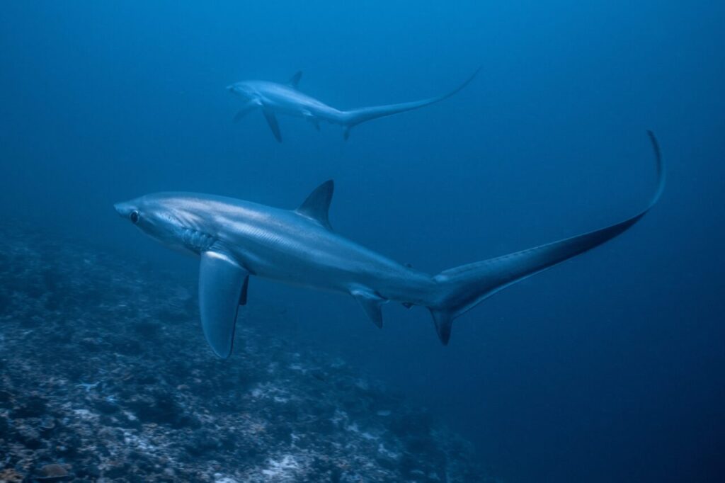 2 Thresher Sharks swimming side by side around Malapascua