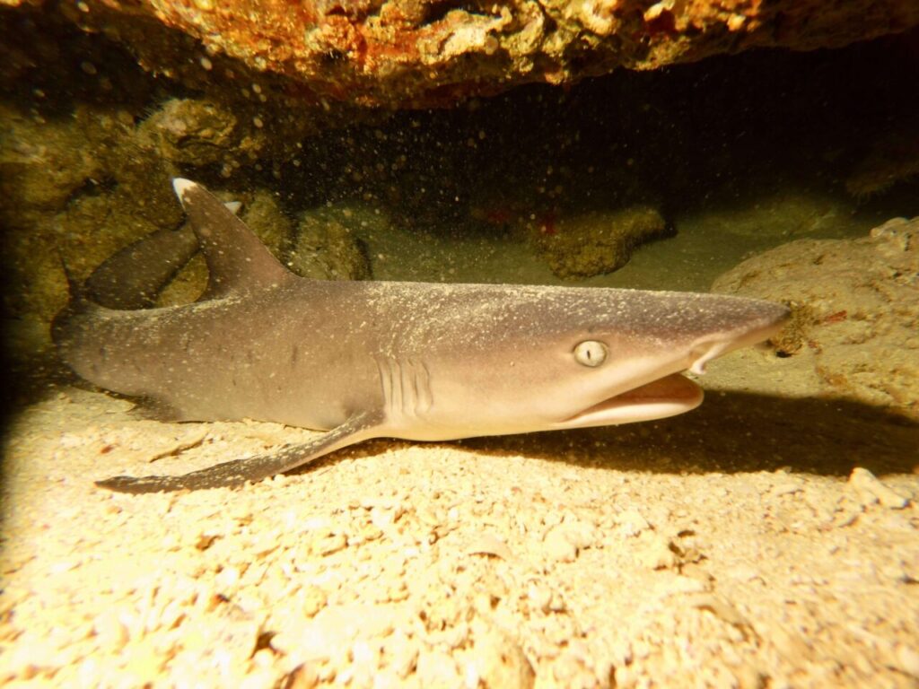 Whitetip reef shark at Bohol dive site: Black Forest.
