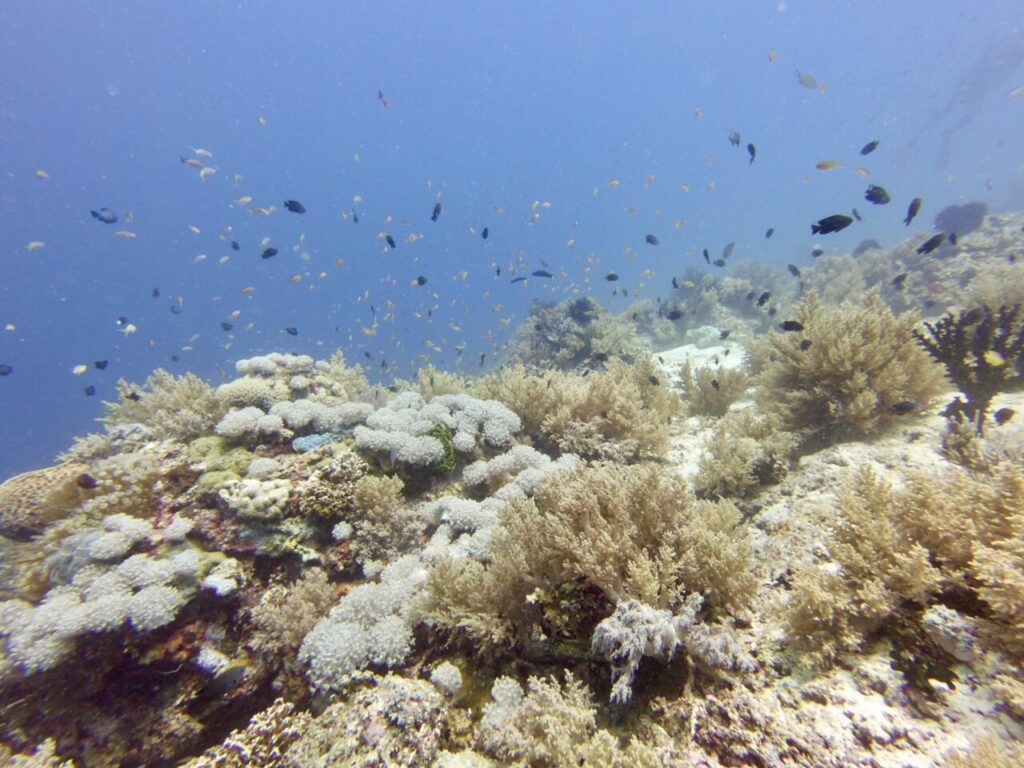 Colourful coral gardens at Bohol diving site.