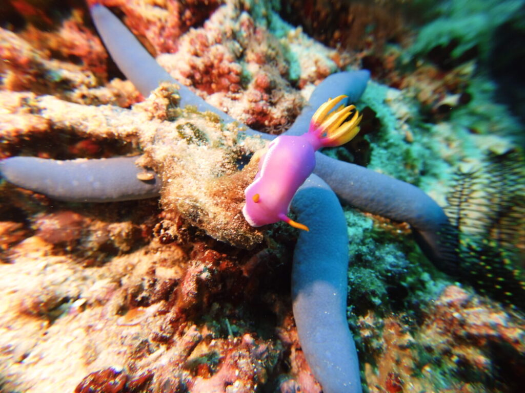 Purple nudibranch on top of blue starfish at Balicasag dive site in Panglao.