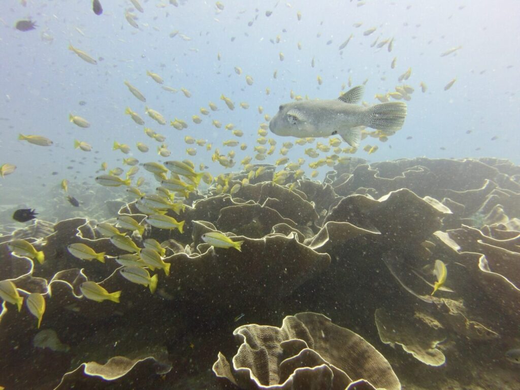 Coral reef and colourful fish on a scuba dive at El Nido