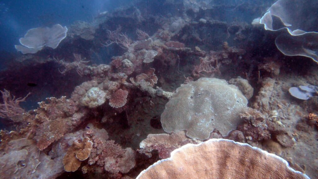 Colourful coral reef growing on the outside of a shipwreck in Coron bay.