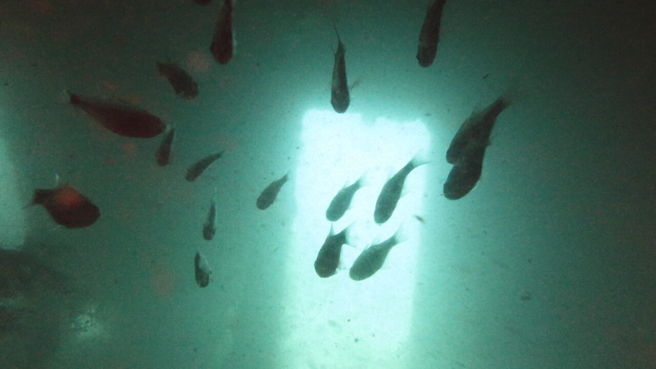 Fish in doorway of wreck in a Coron wreck dive.