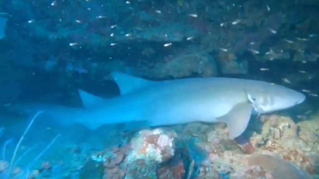 Nurse Shark at entrance of Dilumacad tunnel; a favourite El Nido dive site.