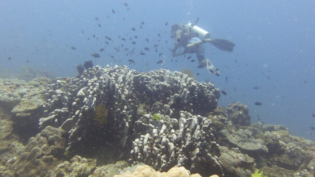 Epic Coral reef of El Nido scuba diving site.