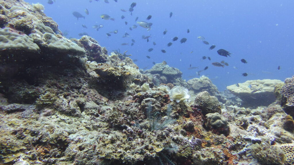 Beautiful coral reef of El Nido.