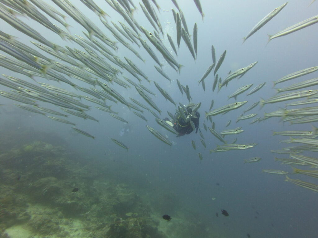 Female scuba diver with great barracuda at El Nido diving site.