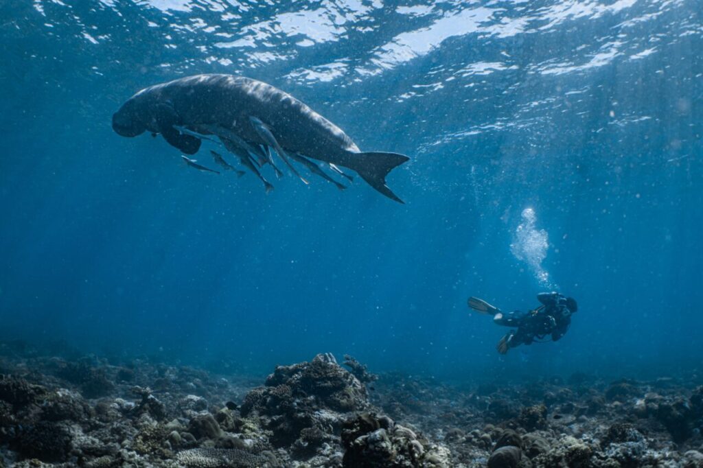 Scuba diver with friendly wreck dive in Coron, Philippines.