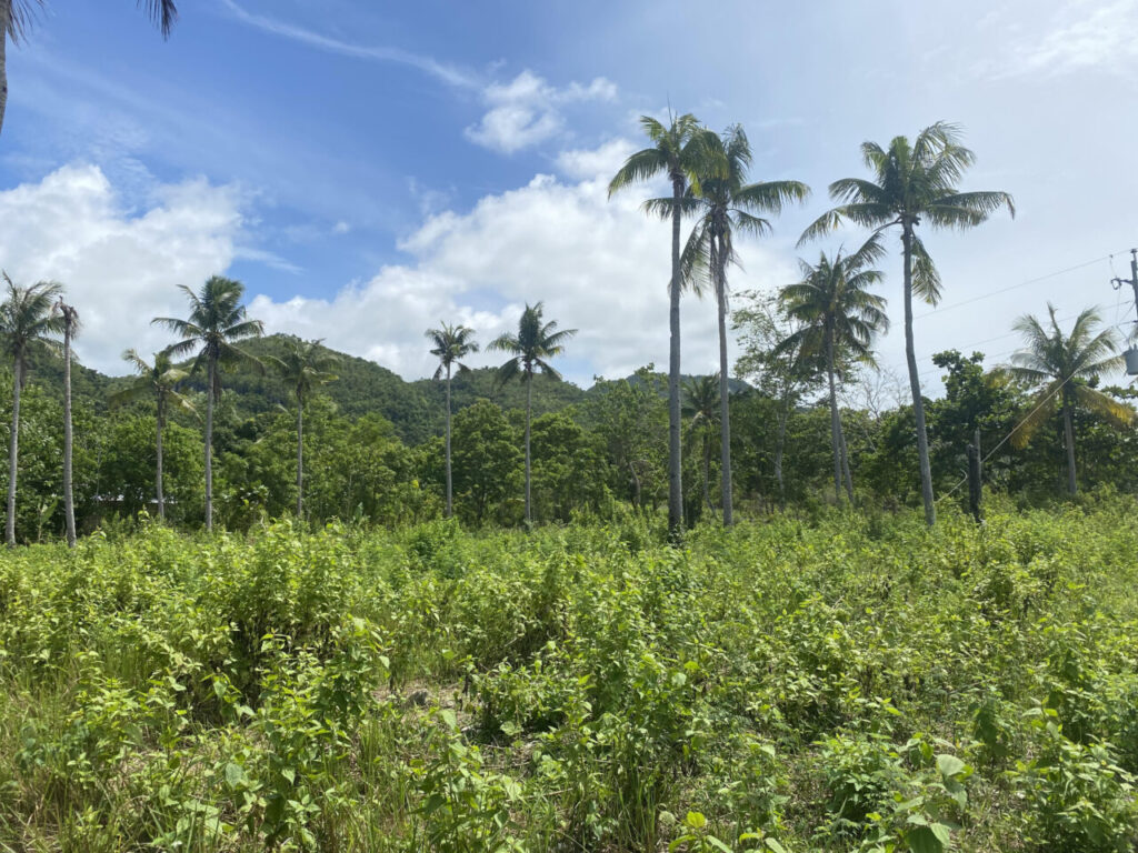 Hills covered in lush rainforest around Anda path.