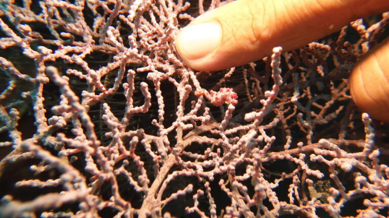 Pygmy seahorse at one of the local Anda diving site.