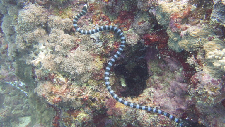 Banded Sea Snake at local Anda dive site.