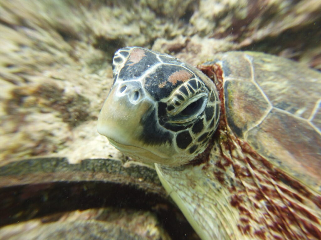 Green sea turtle face closeup.
