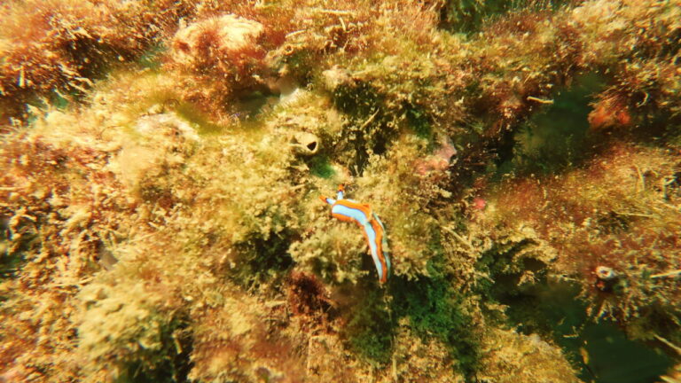 Colourful turquoise nudibranch at Lamanok scuba diving site.