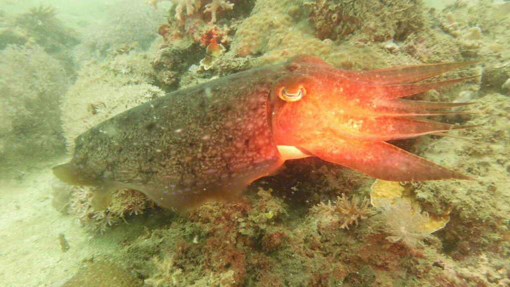 Giant Cuttlefish at Lamanok island dive site of Anda.