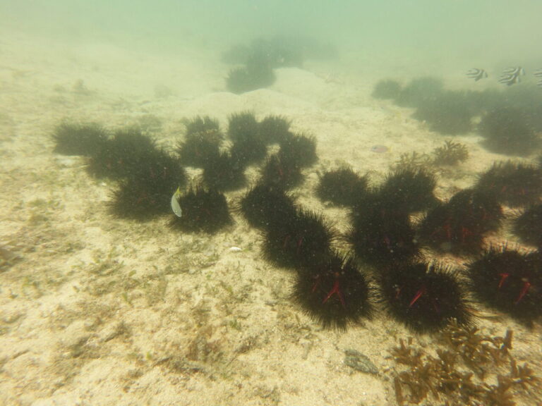 Herd of black sea urchins at one of the scuba diving sites of Anda.