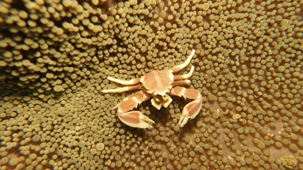 Tiny white Crab - macro critter at Muck Dive Site 1 of Lamanok Island.