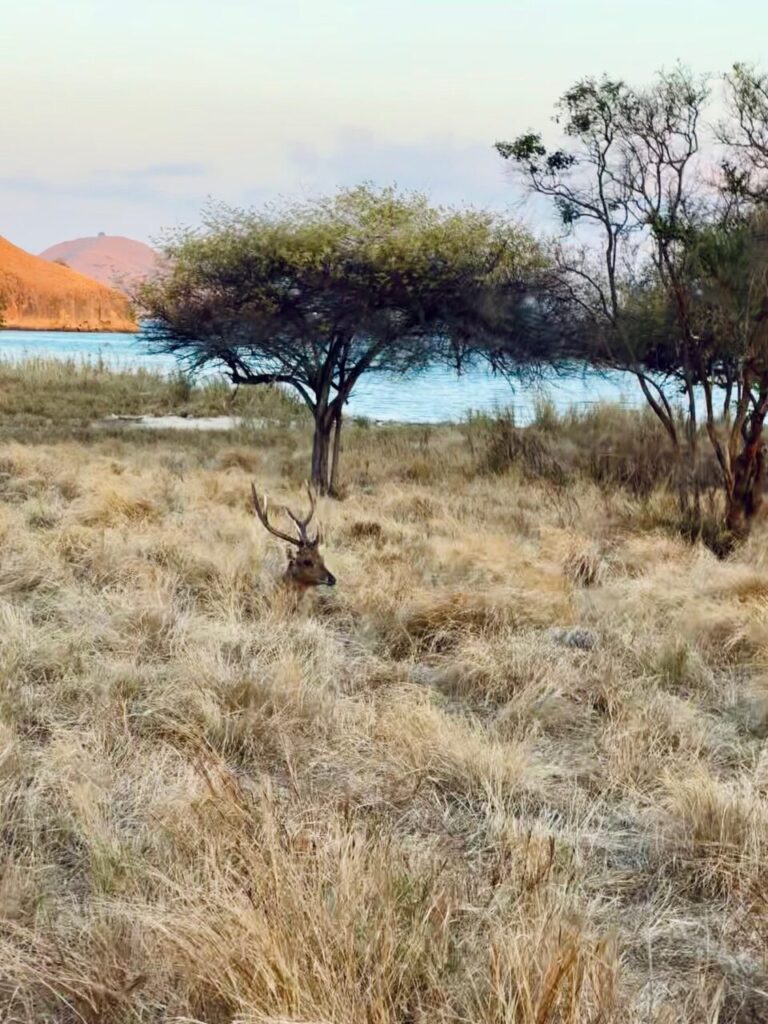 A deer on Gili Lawa Darat