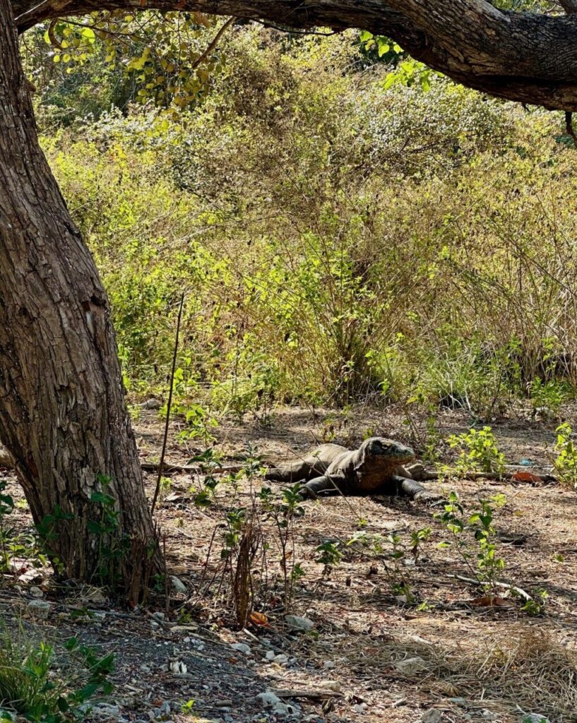 A komodo dragon on Rinca Island
