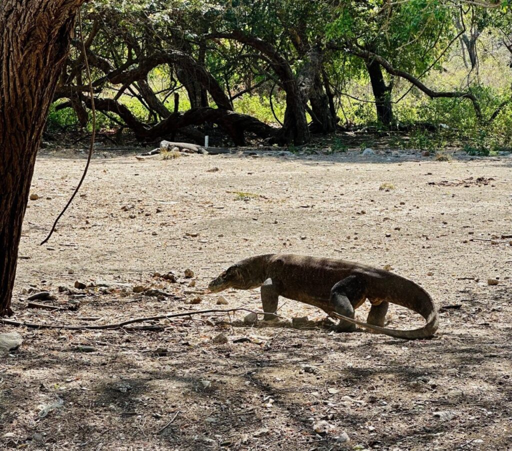 A komodo dragon on Rinca Island