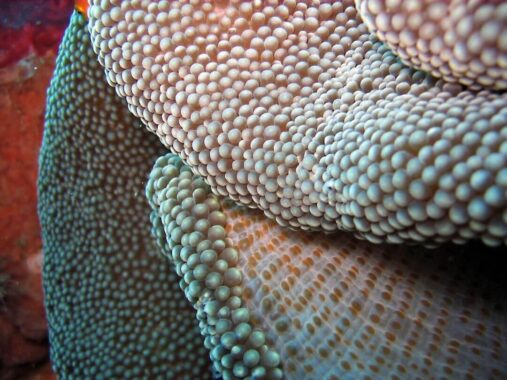 macro of coral dive photography