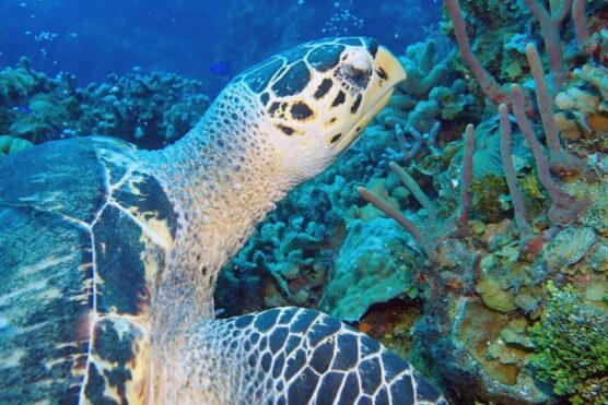 sea turtle underwater photography