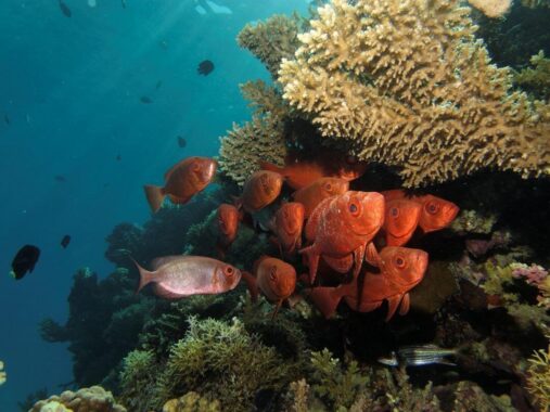 underwater photography fish and coral