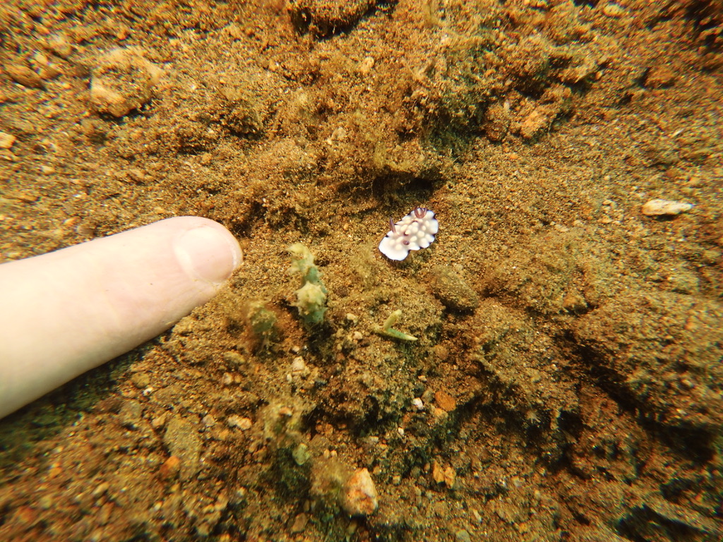 Tiny nudibranch next to human finger for scale at Anilao Pier dive site.