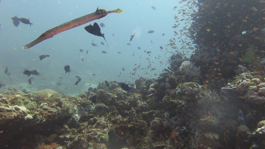 Beatiful coral reef of Batangas diving site.