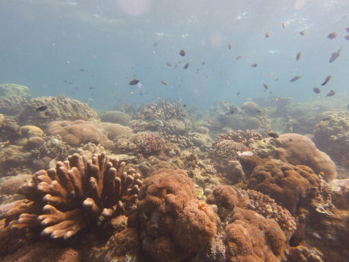 Twin Rocks dive site of the Batangas