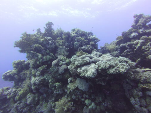 Coral top of ridge blue water