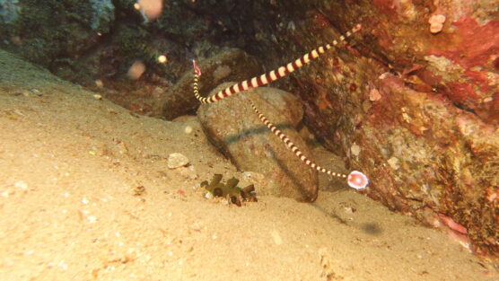 Pair of pipefish encountered whilst scuba diving the batangas.