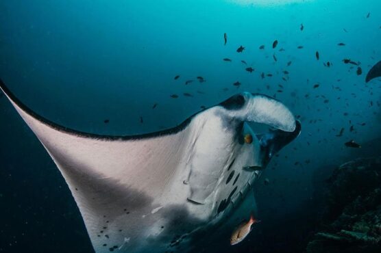 Manta ray sighted on Adeelar dive safari
