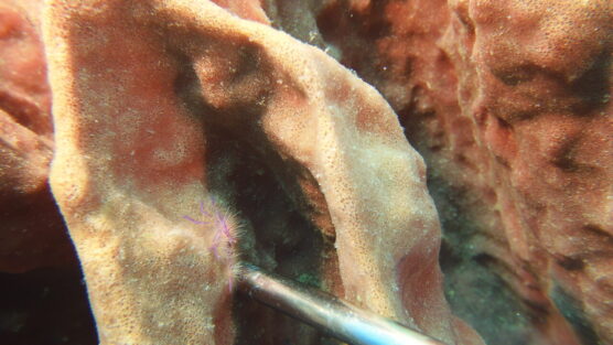 Tiny blue hairy crab on coral in Siquijor of the Philippines.