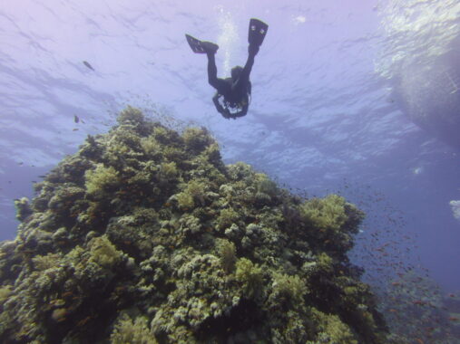 colourful coral and diver from below 3