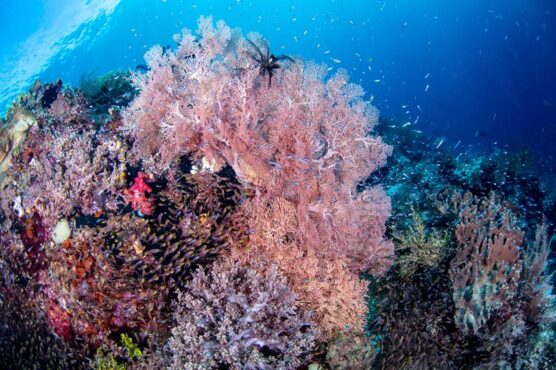 Coral Reef of Komodo island on a Gaia Love dive trip