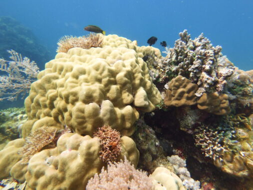Coral gardens dive site in Siqjijor