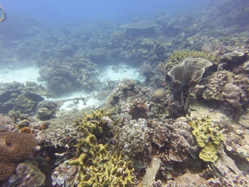 Scuba diving siquijor coral gardens dive site.