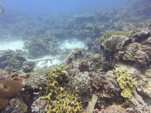 Scuba diving siquijor coral gardens dive site.