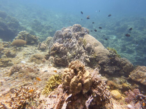 Reef fish swimming past healthy coral reef at Siquijor coral gardens.