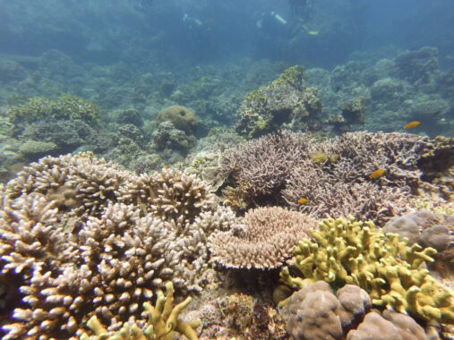 Coral gardens of Siquijor.