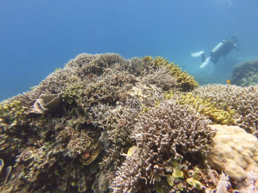 Scuba diver next to huge chunk of staghorn coral in Siquijor