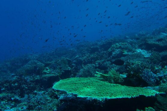 Epic coral reef of Komodo