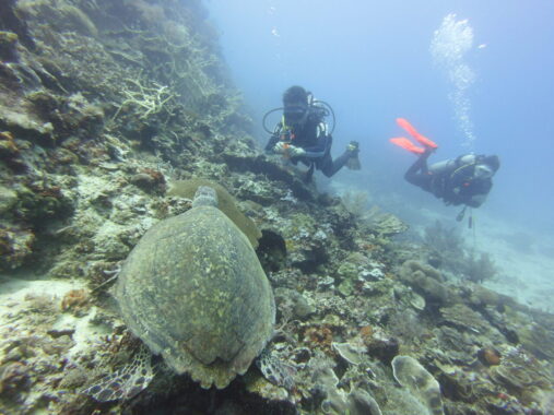 Mark coming face to face with big green sea turtle at Siquijor the wall dive site.