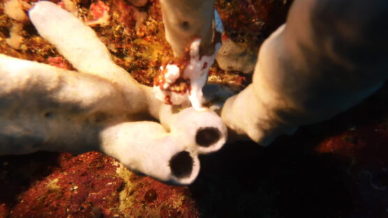 Tiny frogfish seen whilst at a Siquijor scuba dive site.