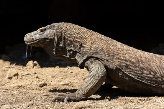 Komodo dragon seen on land excursion as part of trip with La Galigo