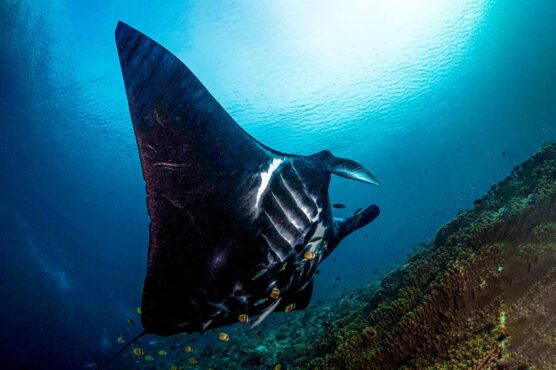 Manta ray seen during a scuba diving trip with La Galigo