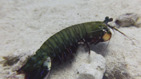 Manta shrimp spotted at a Siquijor dive site.
