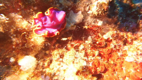 Pink nudibranch at Siquijor coral gardens.